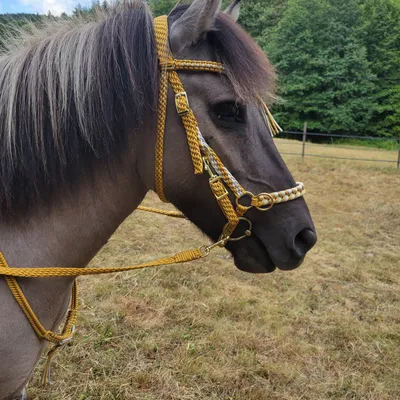 Bridon sidepull cheval — photo 4
