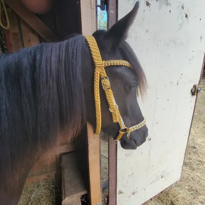 Bridon sidepull cheval — photo 2
