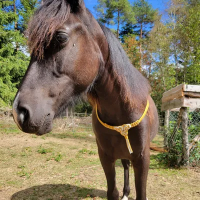 Bridon sidepull cheval — photo 3
