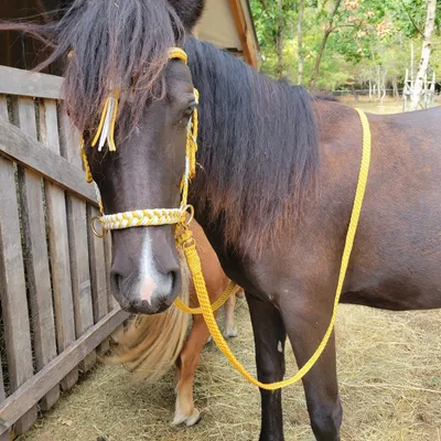 Bridon sidepull cheval