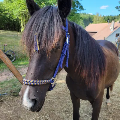 Bridon sidepull cheval
